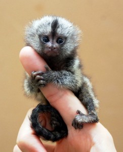  Pygmy Marmoset - The Smallest Monkeys for adoption,
