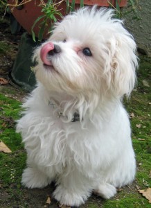 Quality Maltese puppieslooking for new home