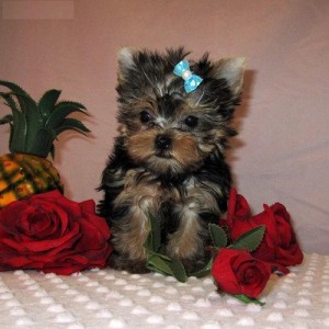 Cute Yorkie Puppies for FREE adoption