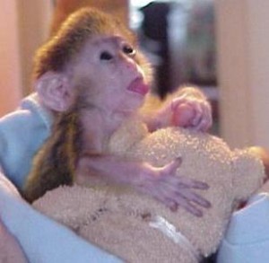 Home raised and adorable capuchin monkeys