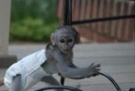1Cute baby Capuchin Monkey For Free Adoption