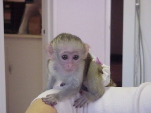 Adorable baby mail capuchin monkey for adoption
