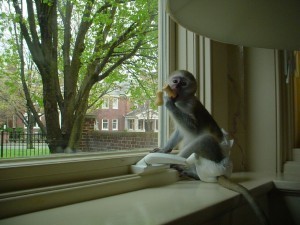 Cream brown white face baby capuchin monkey for adoption