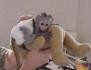 Lovely baby Capuchin monkey for adoption