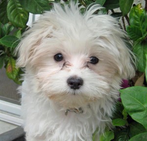 adorable male and female maltese puppies ready for a good home.