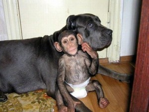 Chimpanzee monkey for adoption
