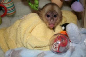 Family affectionate socialized female baby Capuchin monkey for adoptio
