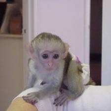 Charming and Tamed baby capuchin monkeys for you
