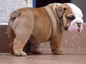 AKCREGISTERED ENGLISH BULLDOG PUPPIES FOR ADOPTION