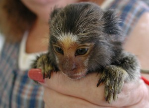 AFFECTIONATE MARMOSET MONKEY FOR A GOOD AND LOVELY FAMILY.