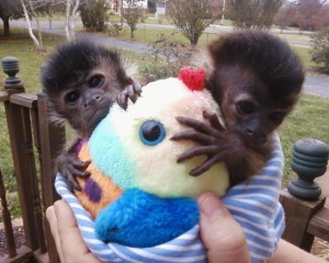 Male and Female Capuchins for Adoption