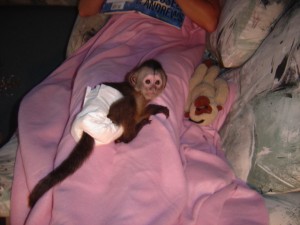 Cute baby male and female Capuchin monkeys available