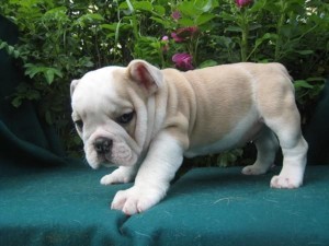 MALE AND FEMALE ENGLISH BULLDOG PUPPIES READY FOR A GOOD HOME FOR ADOP
