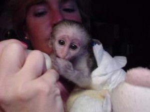 BABY/FEMALE CAPUCHIN MONKEY FOR ADOPTION