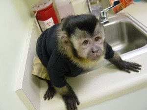 healthy capuchin monkey's for your home.