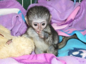 Potty trained capuchin monkies babies for re-homing 
