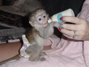 cute capuchin monkeys  For Adoption