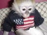 addorable capuchin monkey for sale