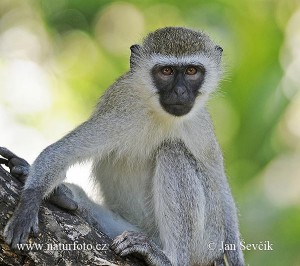 FEMALE and female ADORABLE vevret and CAPUCHIN MONKEY FOR ADOPTION