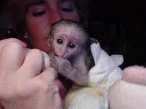   MALE AND FEMALE CAPUCHIN MONKEYS FOR ADOPTION