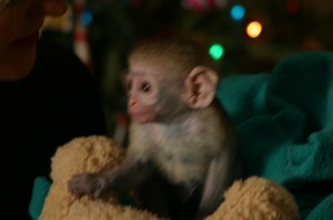 charming male and female baby capuchin monkey for adoption