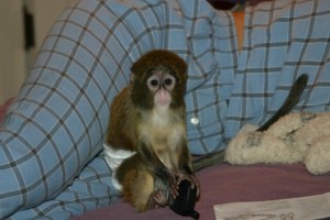 Home female baby capuchin monkey for adoption