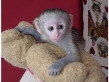 cute baby capuchin monkeys 