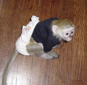 Capuchin monkey to give out for adoption