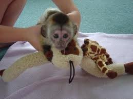 Capuchin,Marmoset,Squirrel and Spider Monkeys now Available