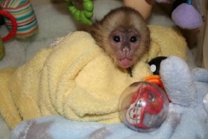 beautiful Capuchin monkey
