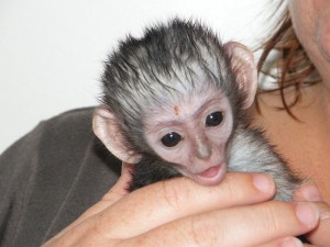 Affectionate Capuchin monkey for sale