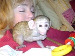 Healthy Capuchin monkey For Re Homing