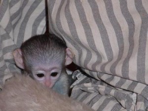 avialable quality capuchin monkeys for a good home