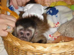 capuchin monkeys for free adoption 