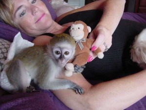 cute baby capuchin monkeys ready to go now