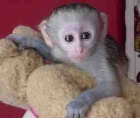 !!!!$$##cream white face baby Capuchin monkey!!###$$!!