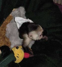 Female capuchin monkey available monkey