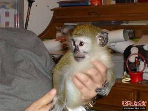 baby Capuchin monkeys to any pet loving and caring family