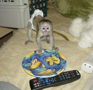 baby Capuchin monkeys to any pet loving and caring family