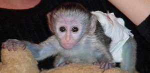 intelligent capuchin monkey for adoption