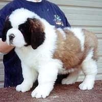 Delighted Saint Bernard  puppies