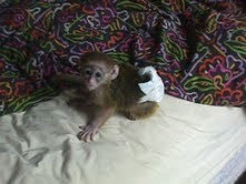 CUTE  baby capuchin monkeys ready to go now