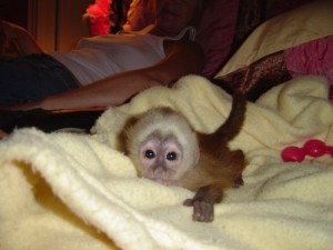 Adorable Female white faced capuchin baby for sale