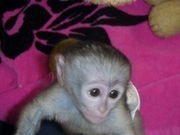 !!!!$$##cream white face baby Capuchin monkey!!###$$!!
