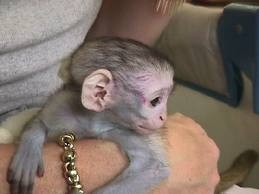 lovely capuchin monkey for Re Homing