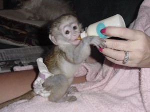 Cute baby Capuchin monkey for adoption,