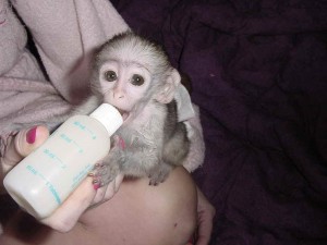 Male and female capuchin monkeys searching for a home