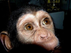 Baby Chimpanzee For Adoption 