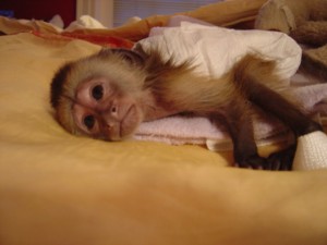  Adorable male and female baby capuchin monkeys for adoption   If one of your dreams has ever been to get a well tamed and train