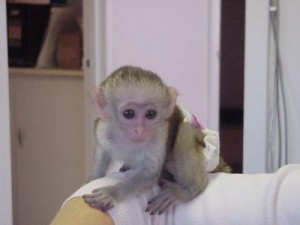 Gift Baby capuchin monkey